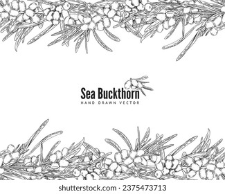 Seamless hand drawn border with sea buckthorn. Vector engraved label with berries and leaves. Summer fruit illustration with logo. Natural vegetarian food, healthy vitamin herb for tea