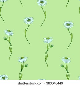 Seamless herbal background with flower of chamomile. Hand drawn vector illustration.
