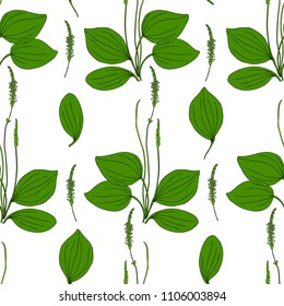 Seamless herbal pattern Great plantain, Plantago major medicinal plant wild field flower isolated on white background, hand drawn vector illustration texture for design package tea, cosmetic, medicine