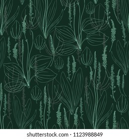 Seamless herbal pattern Great plantain, Plantago major medicinal plant wild field flower isolated on dark  green background, hand drawn vector illustration texture for design package tea, cosmetic