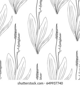 Seamless herbal pattern, Great plantain, Plantago major medicinal plant wild field flower isolated on white background, hand drawn vector doodle ink sketch for design package tea, cosmetics, medicine