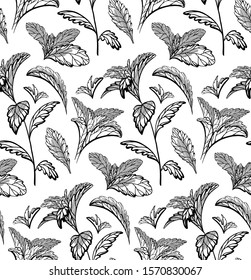 Seamless herbal pattern with stevia and peppermint plants. Nature and naturalness. Hand drawn background with strokes. Vector sketch texture for wallpapers, backgrounds, menus and your design.