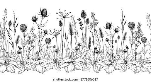 Seamless horizontal background with thistle, burdock, wild herbs and flowers. Hand drawn illustration isolated on white.