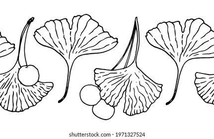 seamless horizontal banner made of leaves and berries of the medicinal Ginkgo Biloba tree. hand drawn in sketch style black outline pattern on white background of ginkgo biloba leaves and berries 