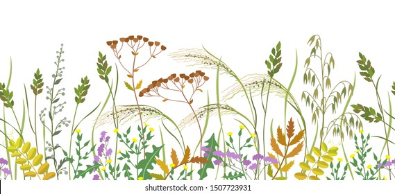 Seamless horizontal border made with wild plants. Meadow grass and wildflowers in row on white background.  Floral natural pattern vector flat illustration.