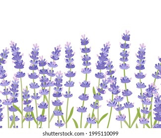 Seamless horizontal composition of lavender, bottom border. Vector illustration cartoon flat icon isolated on white background.