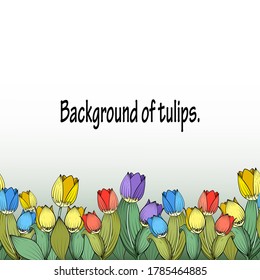 Seamless horizontal floral border of multicolor tulips and their buds. Great for decorating fabrics, textiles, gift wrapping design, any printed materials, advertising, or other design.