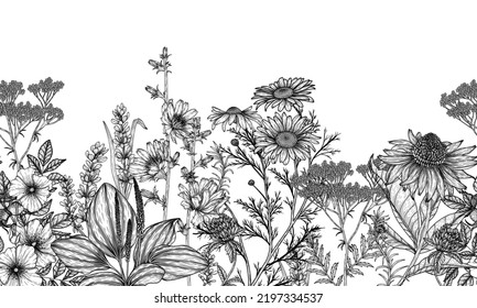 Seamless horizontal pattern garden of medicinal plants in the style of engraving. Linear graphic chamomile, chicory, clover, lavender, plantain, valerian, echinacea, rosehip