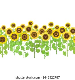 Seamless horizontal pattern of plants sunflower on white.  Summer seamless pattern with sunflower. Summer harvest. Design for textile, fabric,  packaging, wallpaper.