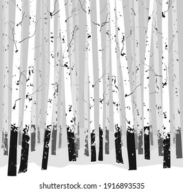 seamless horizontal vector background with trees - birches. Black white 