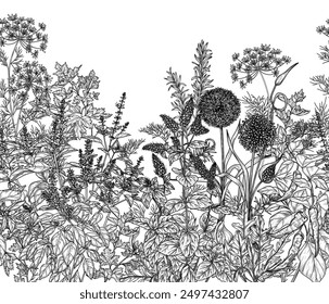 Seamless horizontal vector pattern fragrant garden. Greens and spices. Garlic, chili pepper, dill, parsley, rosemary, red basil, mint, arugula