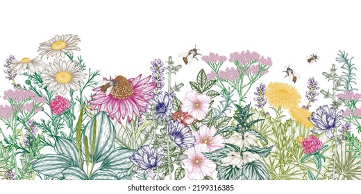 Patrón vectorial horizontal de hierbas medicinales y abejas en estilo de grabado. Chamomile lineal, achicoria, trébol, lavanda, plátano, valeriano, equinácea, cadera, pie de colza, ginkgo, ortiga