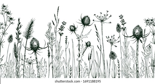 Seamless horizontally background with green wild herbs and flowers. Hand drawn botanical illustration isolated on white.