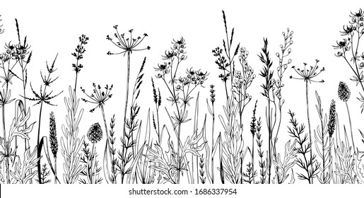 Seamless horizontally background and wild plants  herbs   flowers  Hand drawn botanical illustration isolated white 