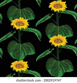 Seamless illustration with sunflowers with leaves on black background. For decorating textiles, packaging, wallpaper.