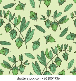 Seamless with jojoba: nuts, branch and fruit. Cosmetics and medical plant. hand drawn
