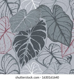 Seamless leaf patterns.Design various tropical plant patterns on a gray background for natural style wallpapers.Vector illustration of an elegant bonnie color leaf.Caladium bicolor.