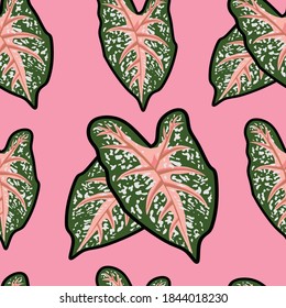 Seamless leaf patterns.Design various tropical plant patterns on a pink background for natural style wallpapers.Vector illustration of an elegant bonnie color leaf.Caladium bicolor.