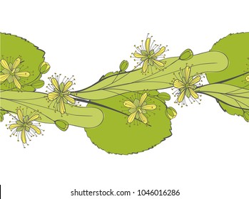 Seamless linden pattern. Ornament of a branch of a Tilia tree. Background of a basswood. Vector limetree or tree.