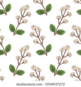 Seamless oregano pattern vector illustration
