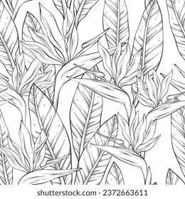 Seamless outline pattern with tropical bird of paradise flowers and leaves. Vector illustration.