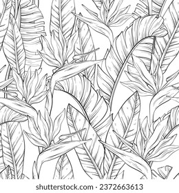 Patrón de contorno sin foco con ave tropical de flores del paraíso y hojas de Strelitzia Reginae. Ilustración vectorial.