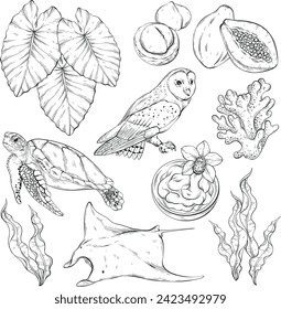 Seamless outline pattern with Tropical elements. Hawaii, beach and summer related items. Stingray, owl, turtle, seaweed, coral and papaya