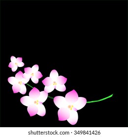 Seamless patten abstract simple pink orchid  vector illustration esp 10 black background isolate