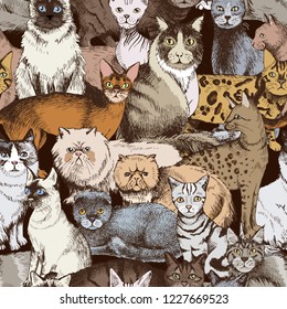 Seamless pattern with 16 colorful hand drawn purebred cats. Vector illustration