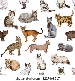 Seamless pattern with 16 hand drawn colorful purebred cats on white background. Vector illustration