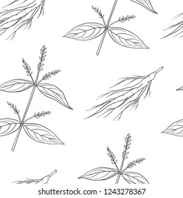 Seamless pattern of Achyranthes bidentata. Vector illustration. Medicinal plant.
