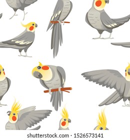 Seamless pattern of adult parrot of normal grey cockatiel (Nymphicus hollandicus, corella) cartoon bird design flat vector illustration on white background