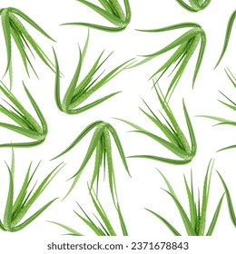 A seamless pattern of Aloe vara. vector illustration.