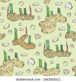 Seamless pattern with alpinia galanga: large galangal root and leaves. Vector hand drawn illustration.