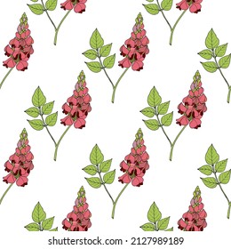 Seamless pattern with American groundnut, or potato bean (Apios americana, edible and medicinal plant. Vector illustration