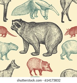 Seamless pattern with animals South America. Spectacled Bear, Peccary, Capybara, Armadillo, Maned Wolf, Anteater on pastel background. Vector illustration art. Black, red,blue. Vintage engraving.