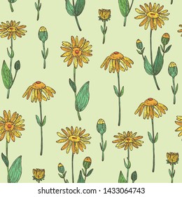 Seamless pattern with arnica montana: arnica flower and leaves. Cosmetic and medical plant. Vector hand drawn illustration