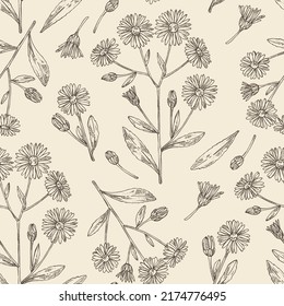 Seamless pattern with aster tataricus: aster tataricus plant, leaves and aster tataricus flowers. Tatarinow's aster. Cosmetic, perfumery and medical plant. Vector hand drawn illustrat