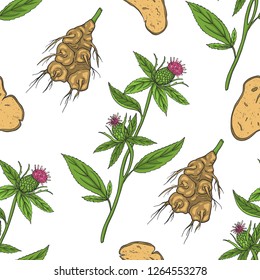 Seamless pattern of Atractylodes macrocephala. Vector illustration. Medicinal plant.