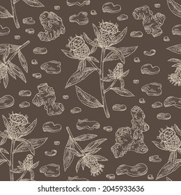 Patrón sin foco con atraktylodes de gran tamaño: planta, hojas, atraktylodes raíces grandes y atractilodes flor lancea. Planta cosmética y médica. Ilustración dibujada a mano por el vector