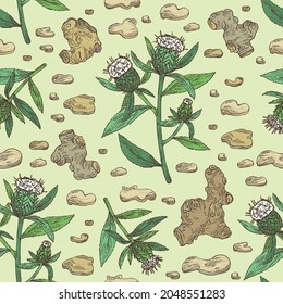 Seamless pattern with atraktylodes large: plant, leaves, atraktylodes large root and atractylodes lancea flowers. Cosmetic and medical plant. Vector hand drawn illustration