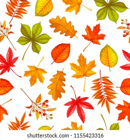 Seamless pattern with autumn leaves maple, oak, elm, chestnut or Japanese maple, rhus typhina and autumn berries. vector illustration.