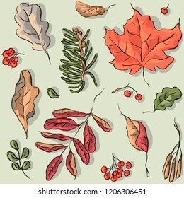 Seamless pattern with autumn leaves, maple, pine, Rowan, oak