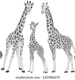 Seamless pattern, background  with adult giraffe and baby giraffe In monochrome gray colors. Realistic drawing, animalism. Vector illustration.  