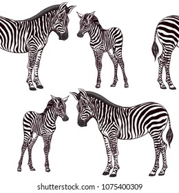 Seamless pattern, background  with adult zebra  and zebra cub.  Realistic drawing, animalism. Vector illustration.  Isolated on white background.