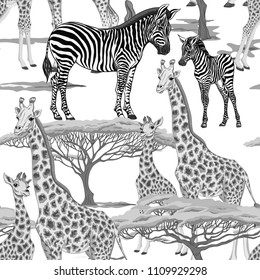 Seamless pattern, background  with adult zebra and giraffe  and zebra and giraffe cubs.  Realistic drawing, animalism. Vector illustration.  In monochrome gray colors