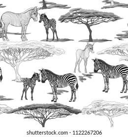 Seamless pattern, background  with adult zebra  and zebra cub.  Realistic drawing, animalism. Vector illustration.  Colored and outline drawing. 