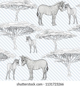 Seamless pattern, background  with adult zebra  and zebra cub.  Realistic drawing, animalism. Vector illustration.  On blue and white diagonal stripes background. Outline drawing. 