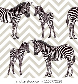 Seamless pattern, background  with adult zebra  and zebra cub.  Realistic drawing, animalism. Vector illustration.  
On grey and white zigzag stripes background.