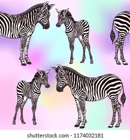 Seamless pattern, background  with adult zebra  and zebra cub.  Realistic drawing, animalism. Vector illustration.  On pink background. 